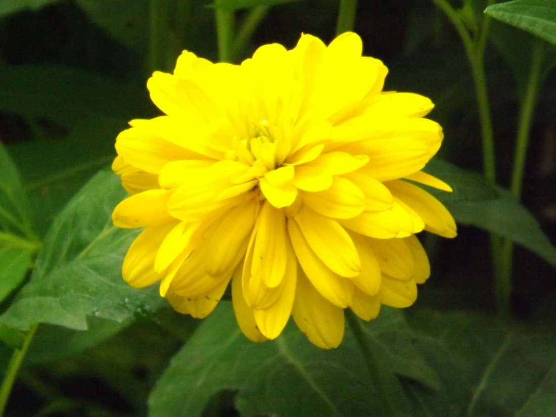 Rudbeckia laciniata 'Goldquelle'