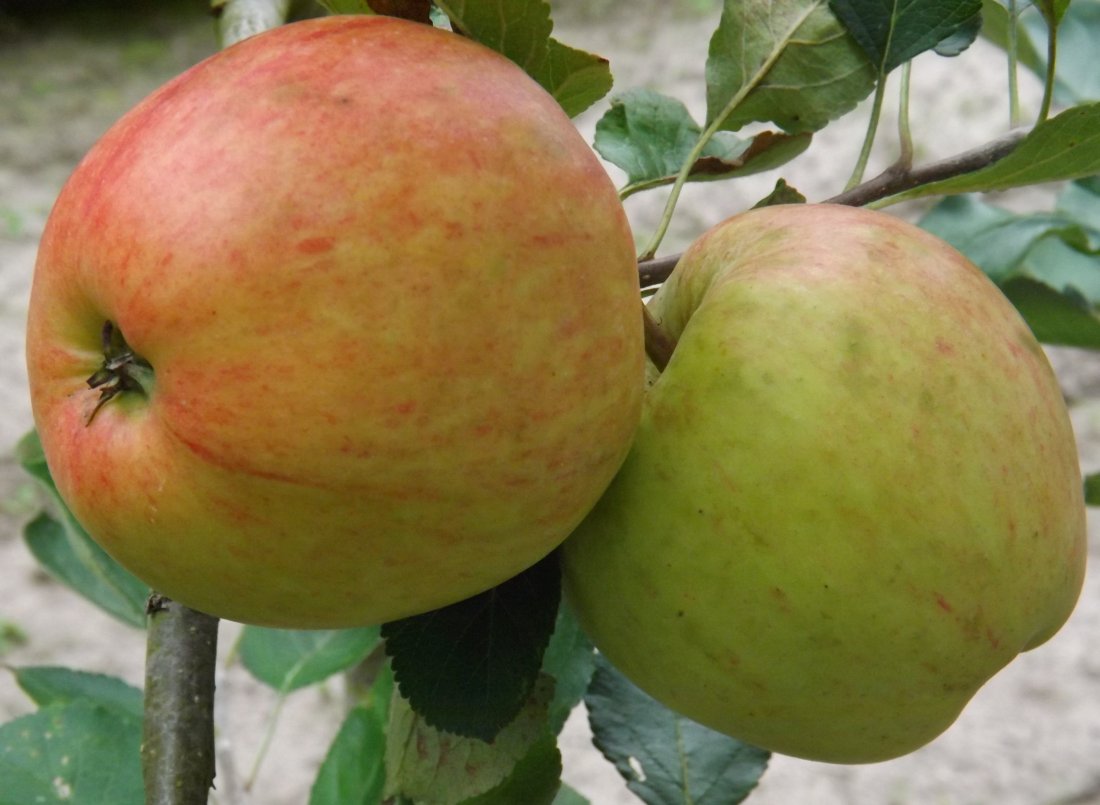 Malus domestica ‘James Grieve’