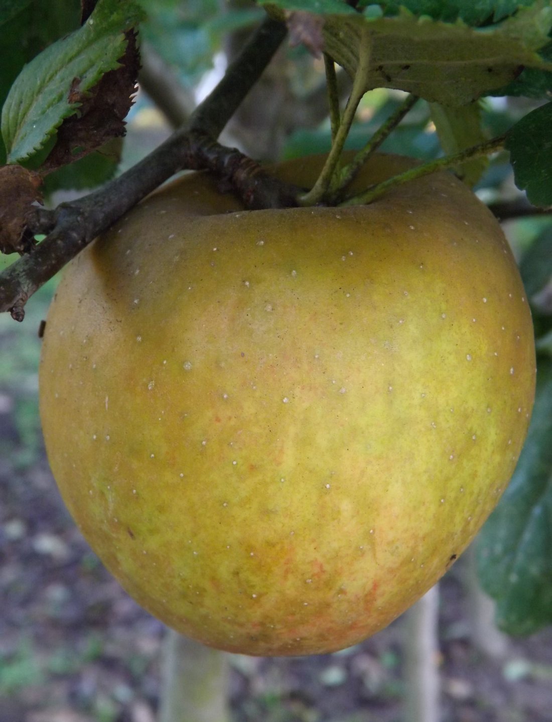 Malus domestica ´Schone van Boskoop´