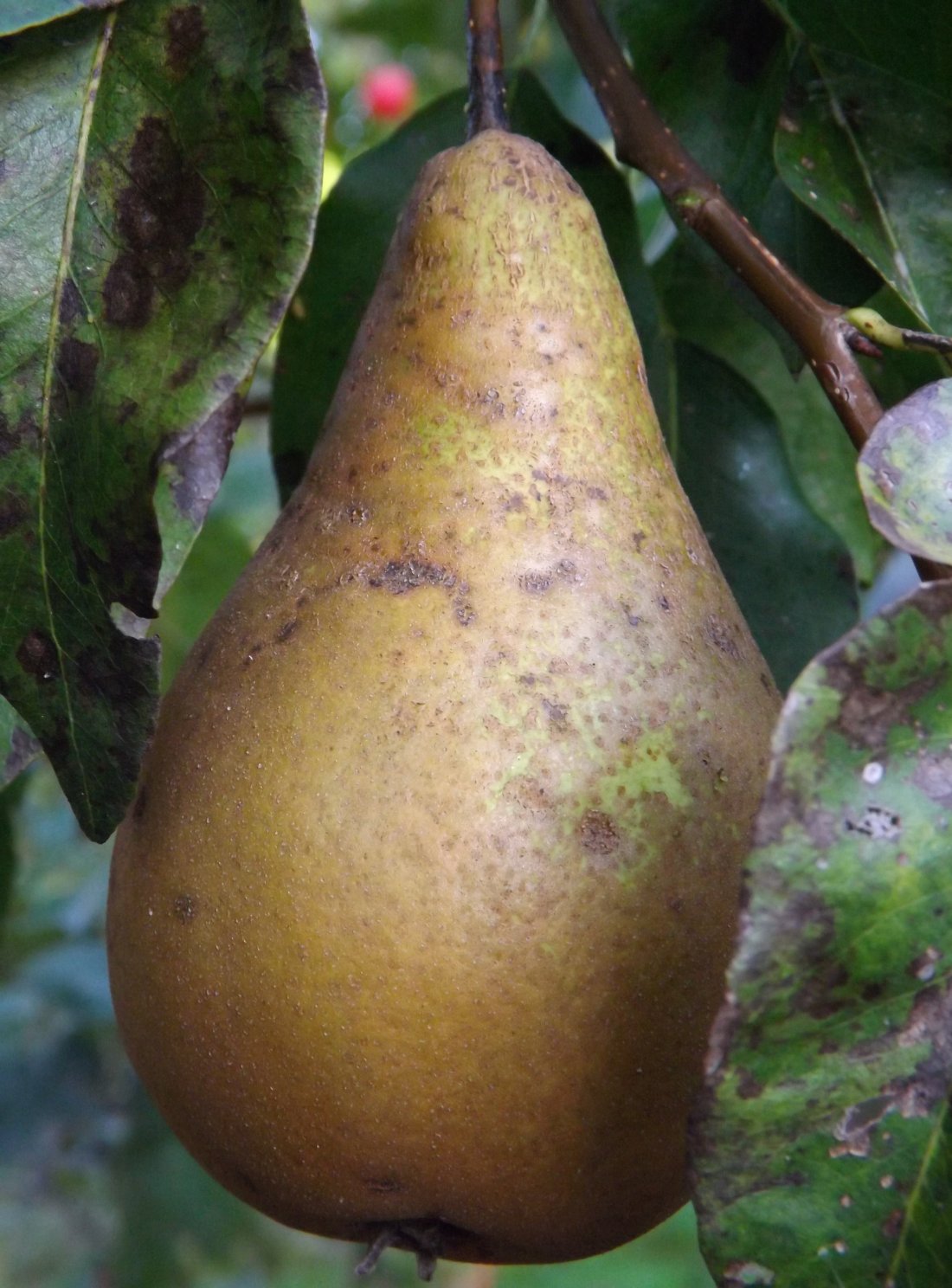 Pyrus communis ‘Conference’