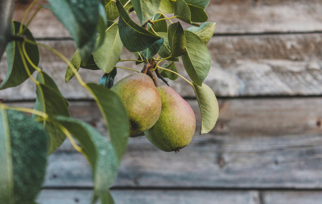 Pyrus communis´Doyenné du Comice´