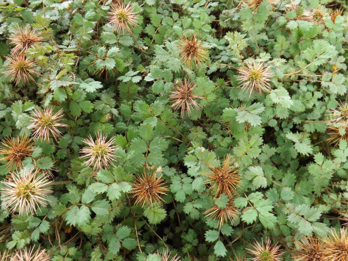 Acaena microphylla