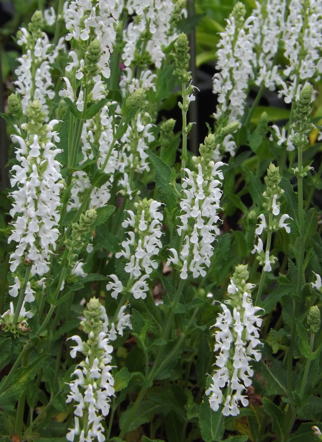 Salie, Salvia nemorosa 'Schneeh�gel'