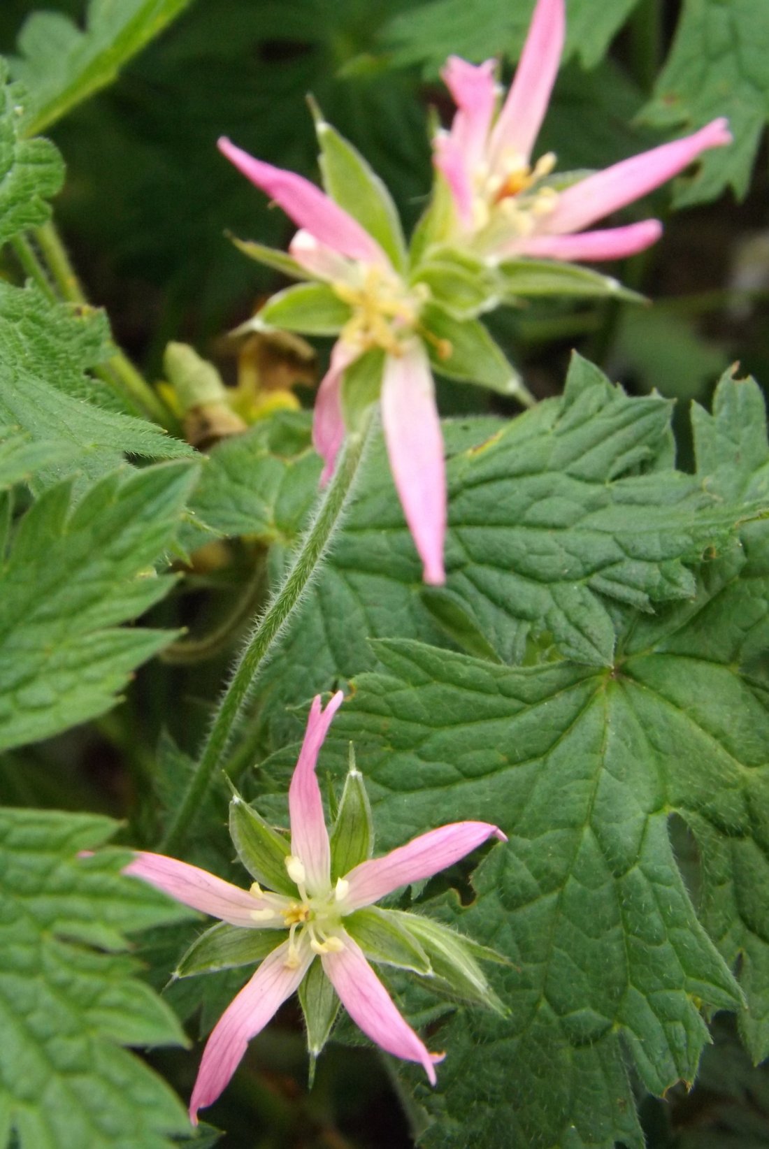 Geranium x oxonianum 'Sherwood'