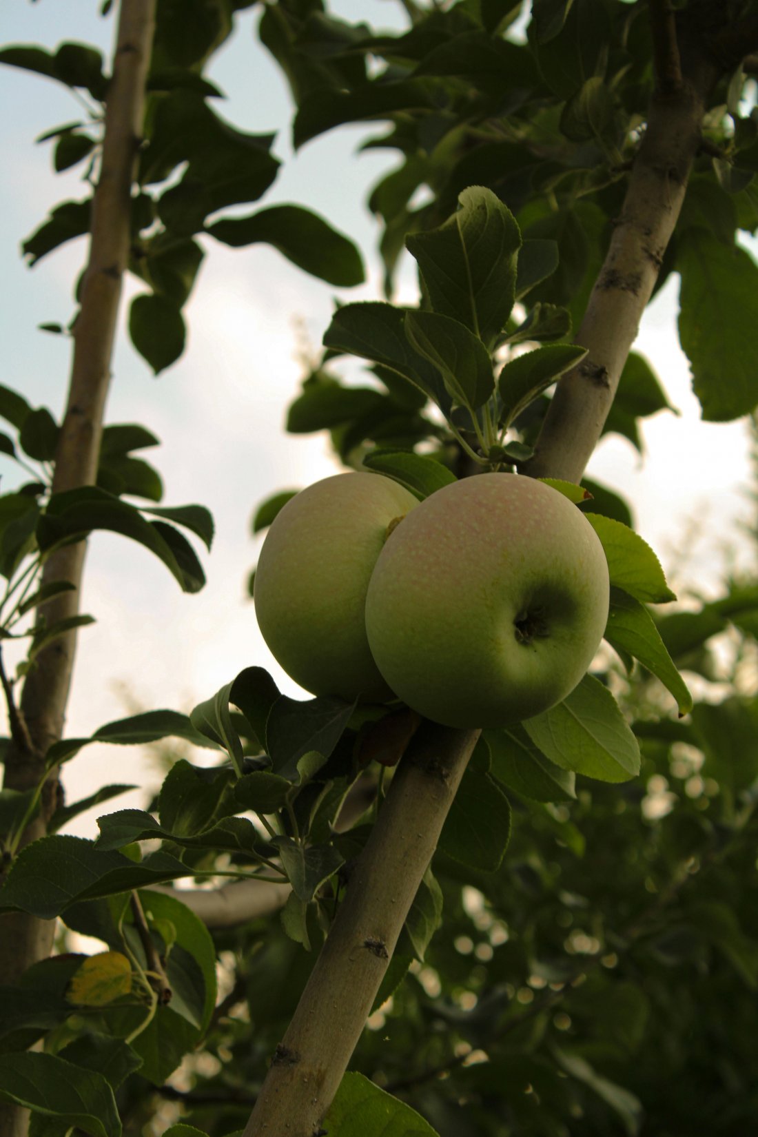 Malus domestica 'Notarisappel'