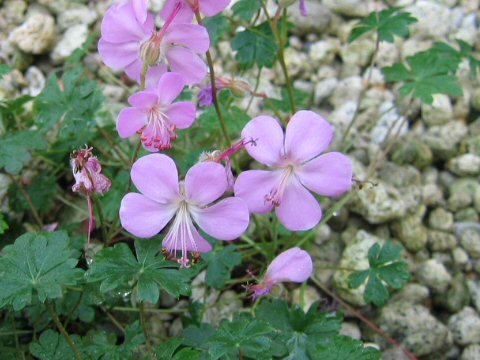 Geranium dalmaticum