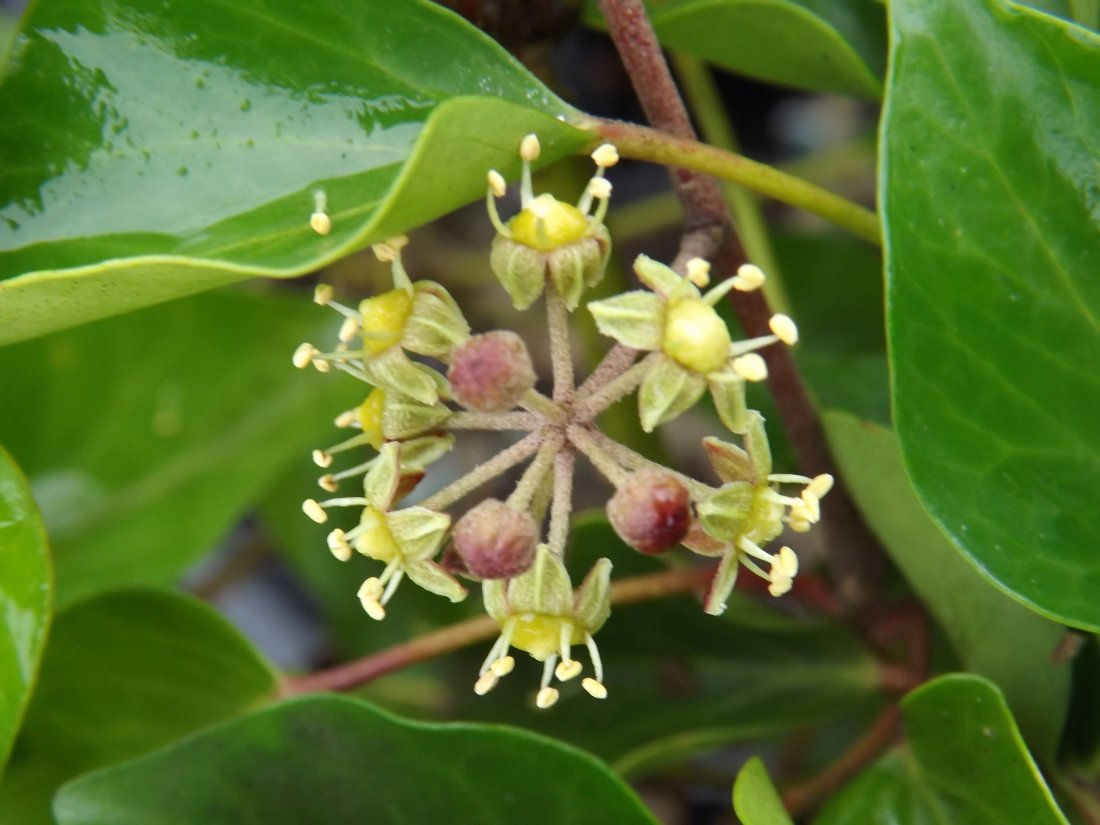 Hedera helix ‘Arborescens’