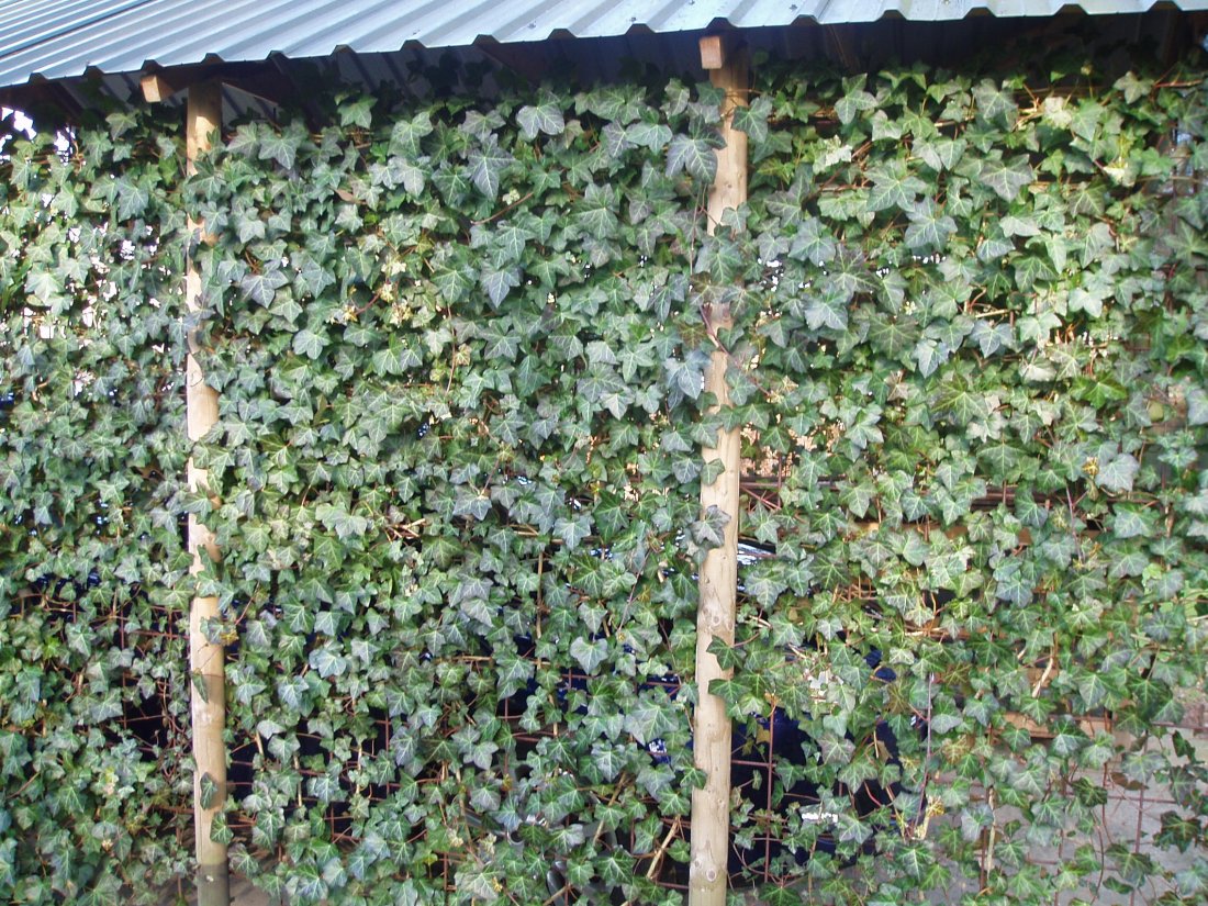 Hedera hibernica