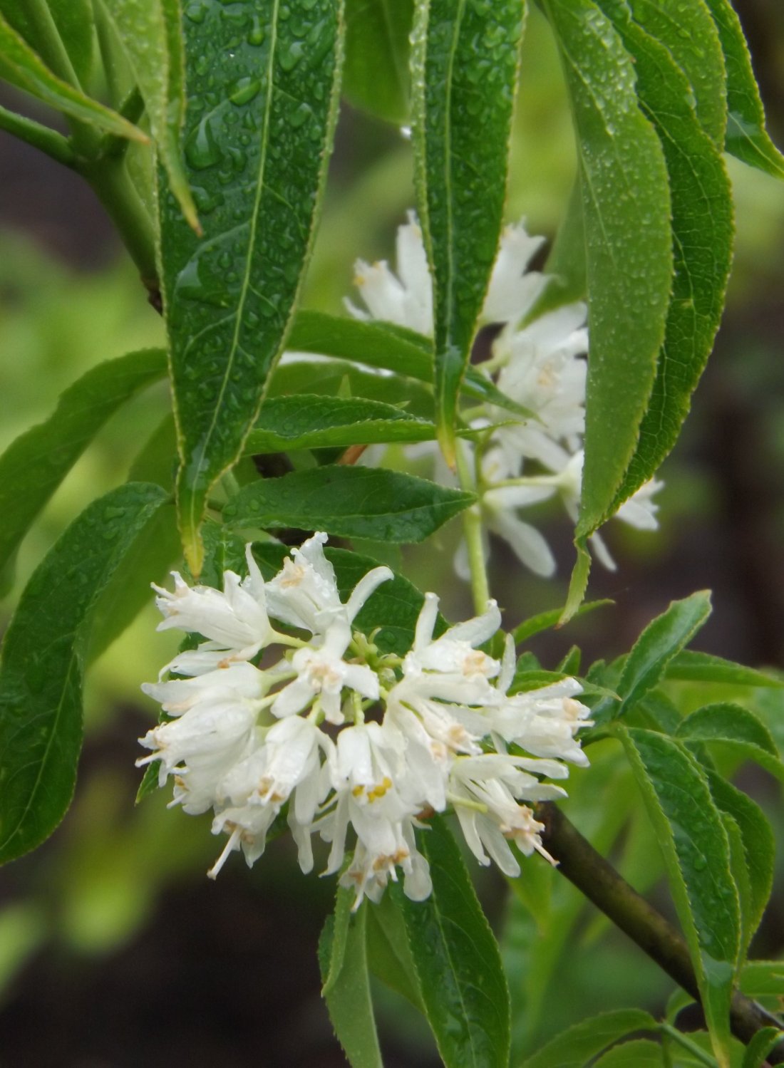 Staphylea colchica
