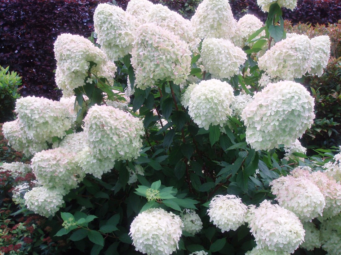 Hydrangea pan. 'Limelight'