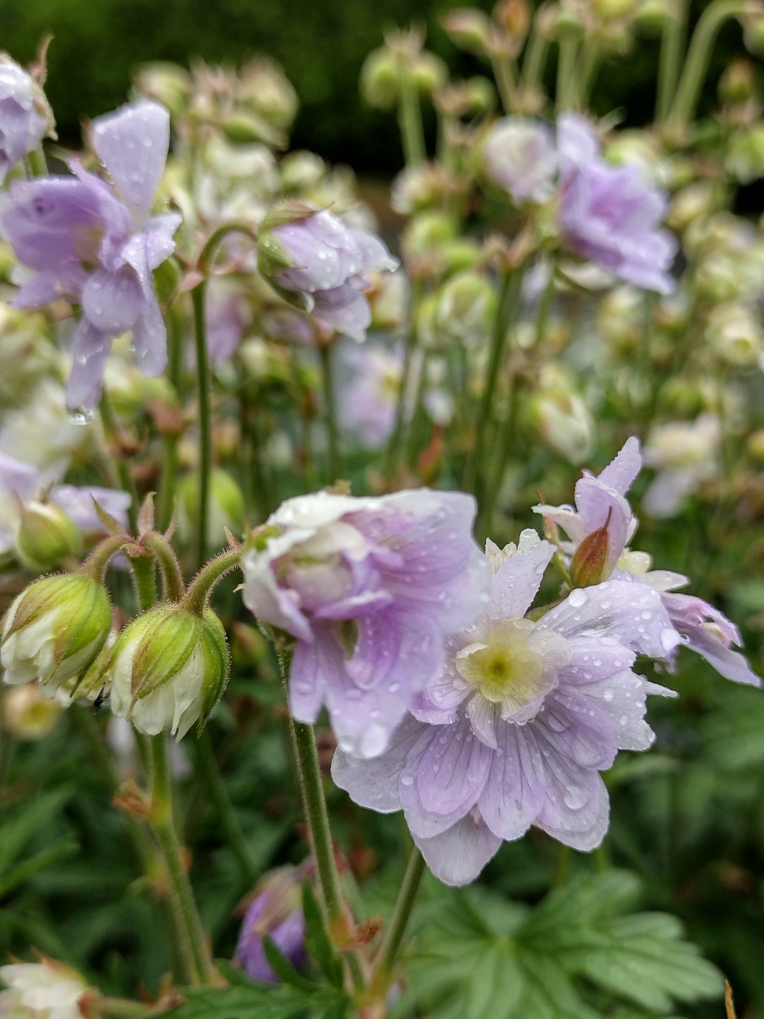 Geranium pratense `Summer Skies`