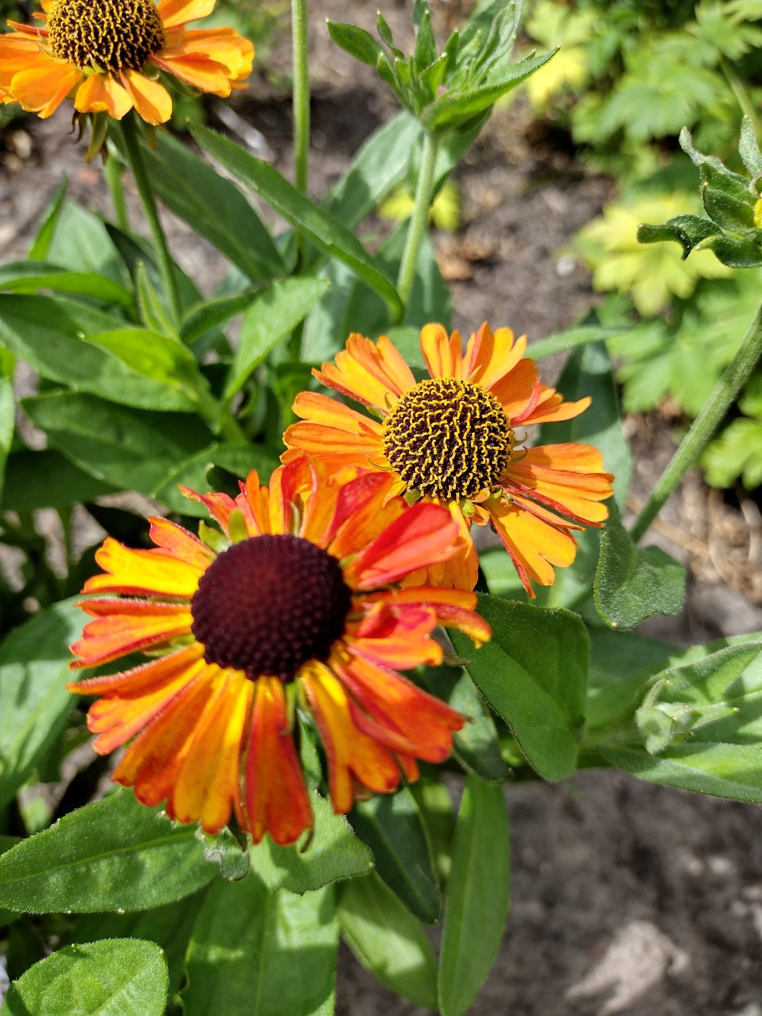 Helenium `Short and Sassy`