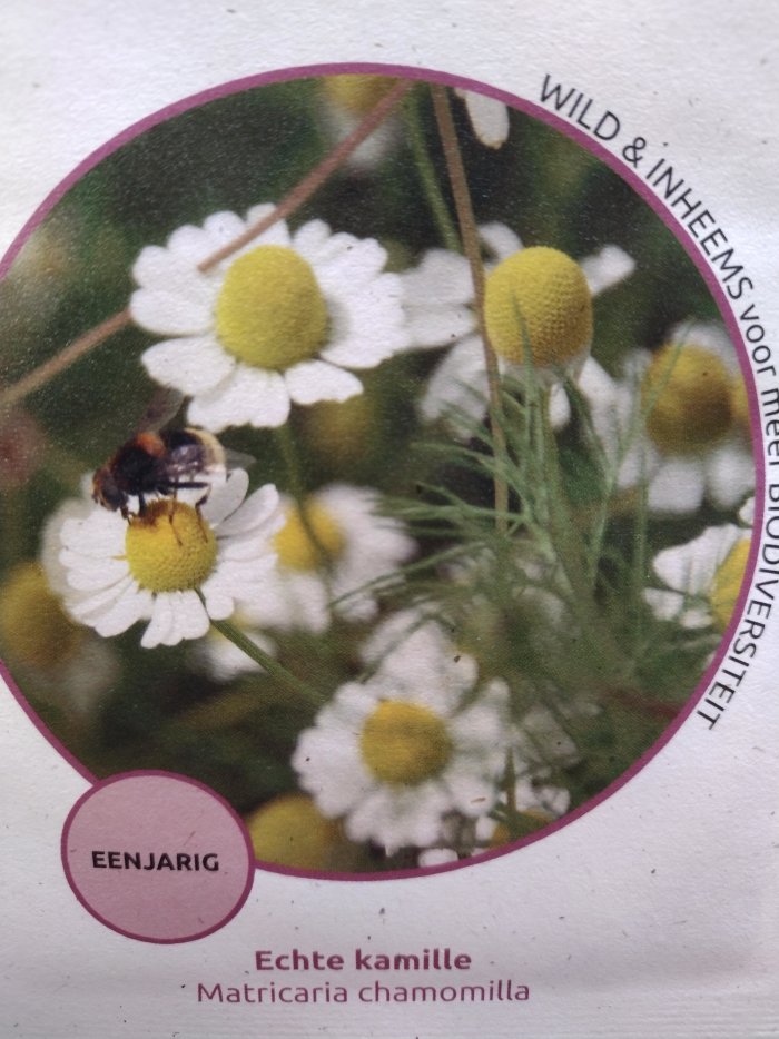 Echte kamile