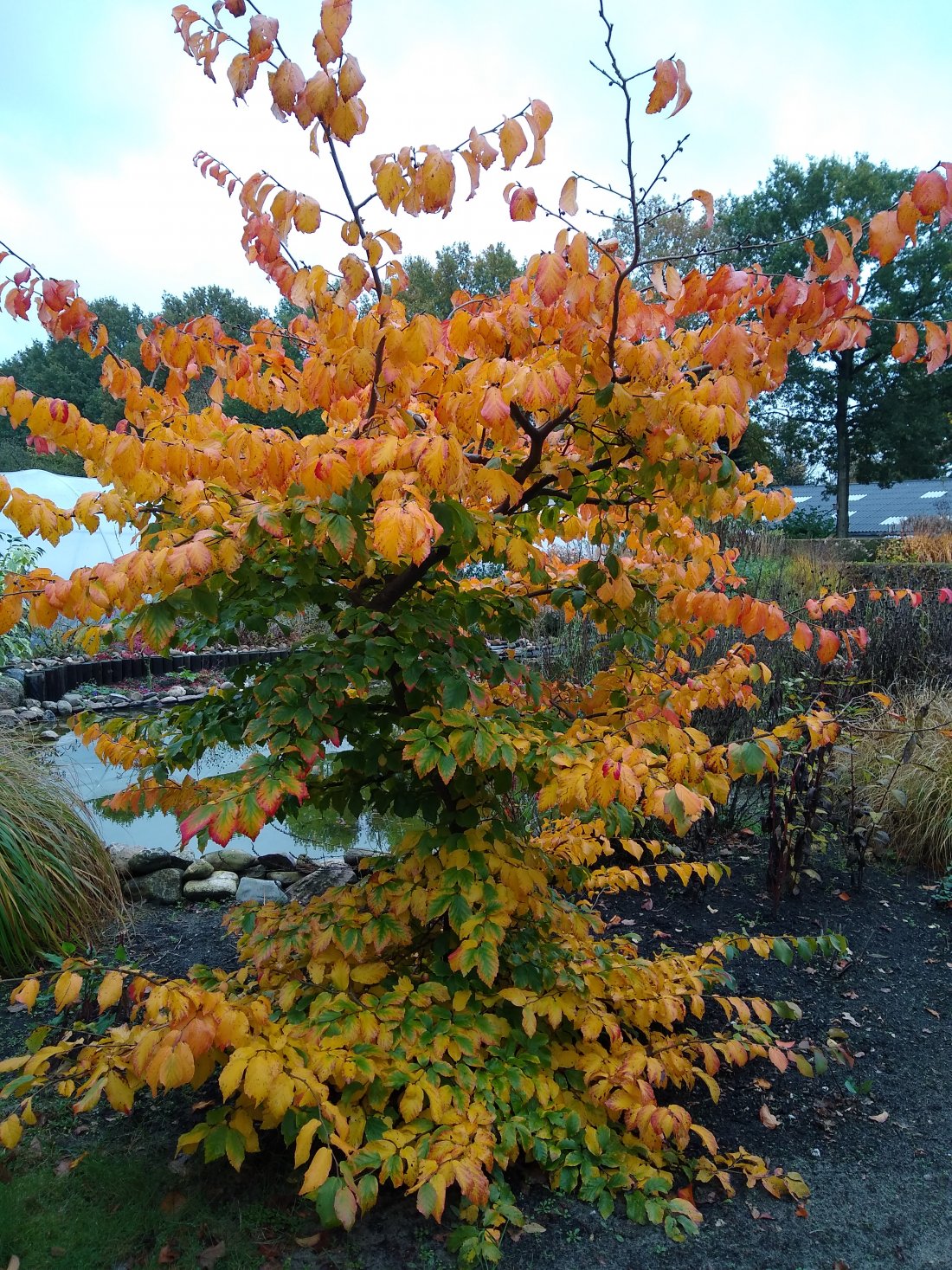 Parrotia persica