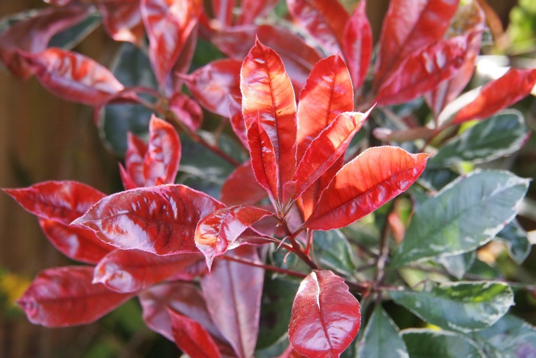 Photinia fras. 'Carré Rouge'