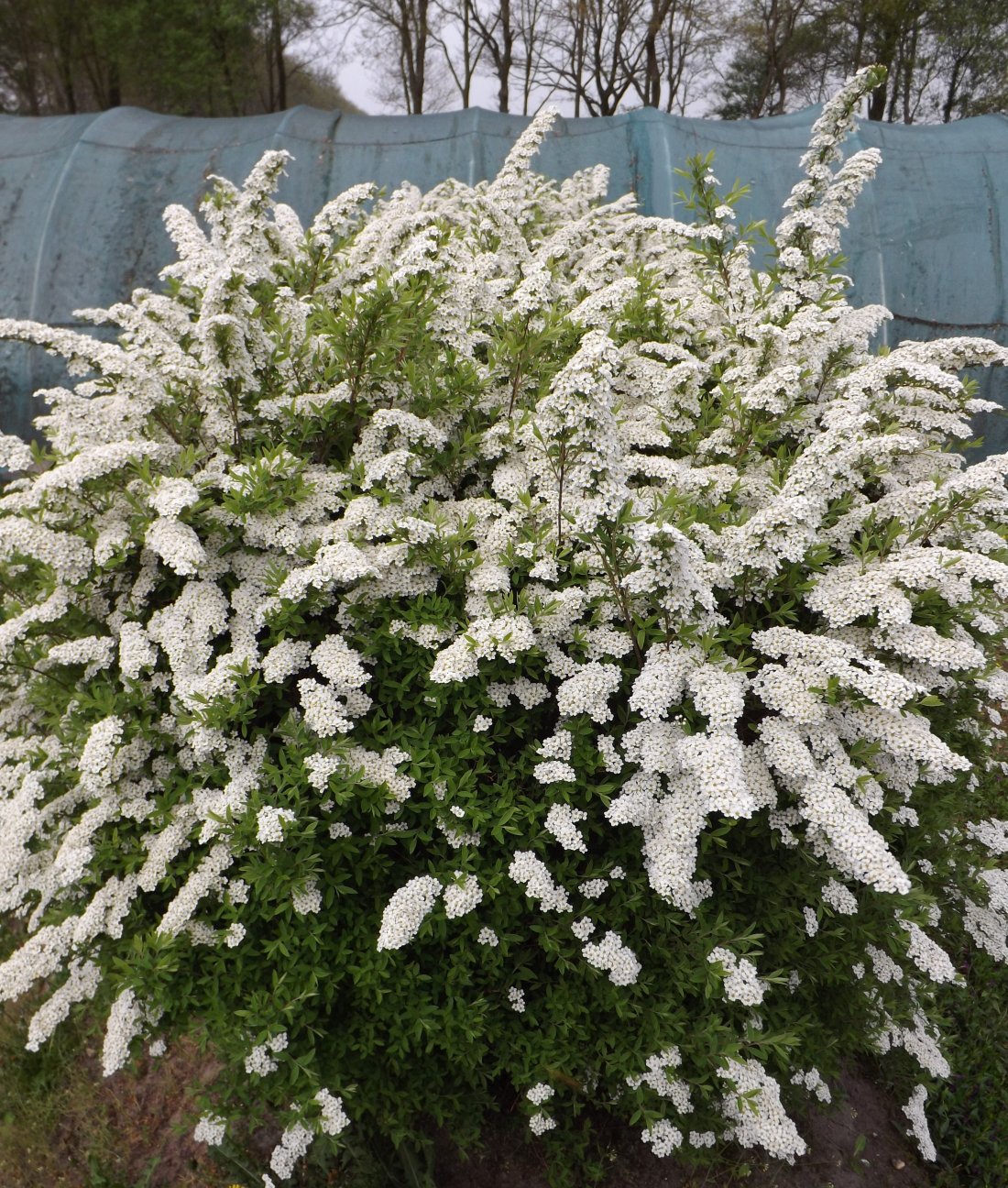 Spiraea x cinerea 'Grefsheim'
