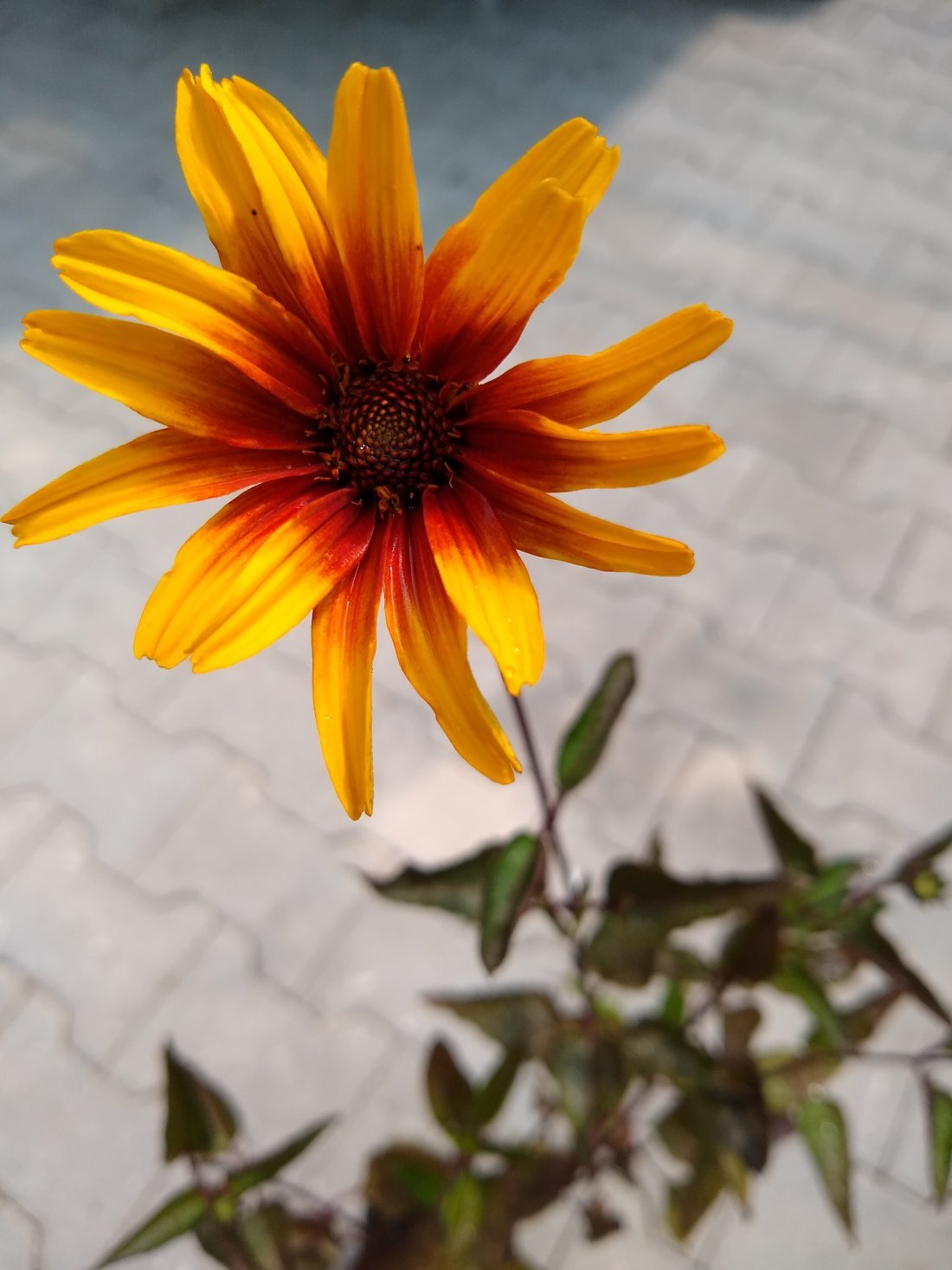 Heliopsis helianthoides Burning Hearts