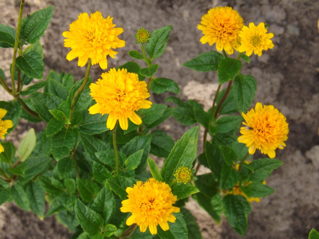 Heliopsis helianthoides 'Asahi'