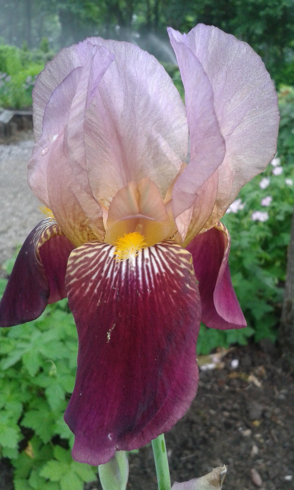 Iris germanica 