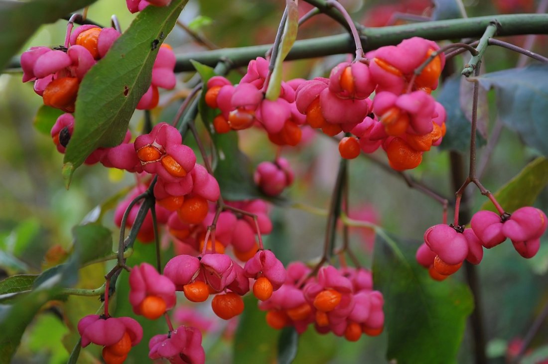 Wilde kardinaalsmuts (Euonymus europaeus)