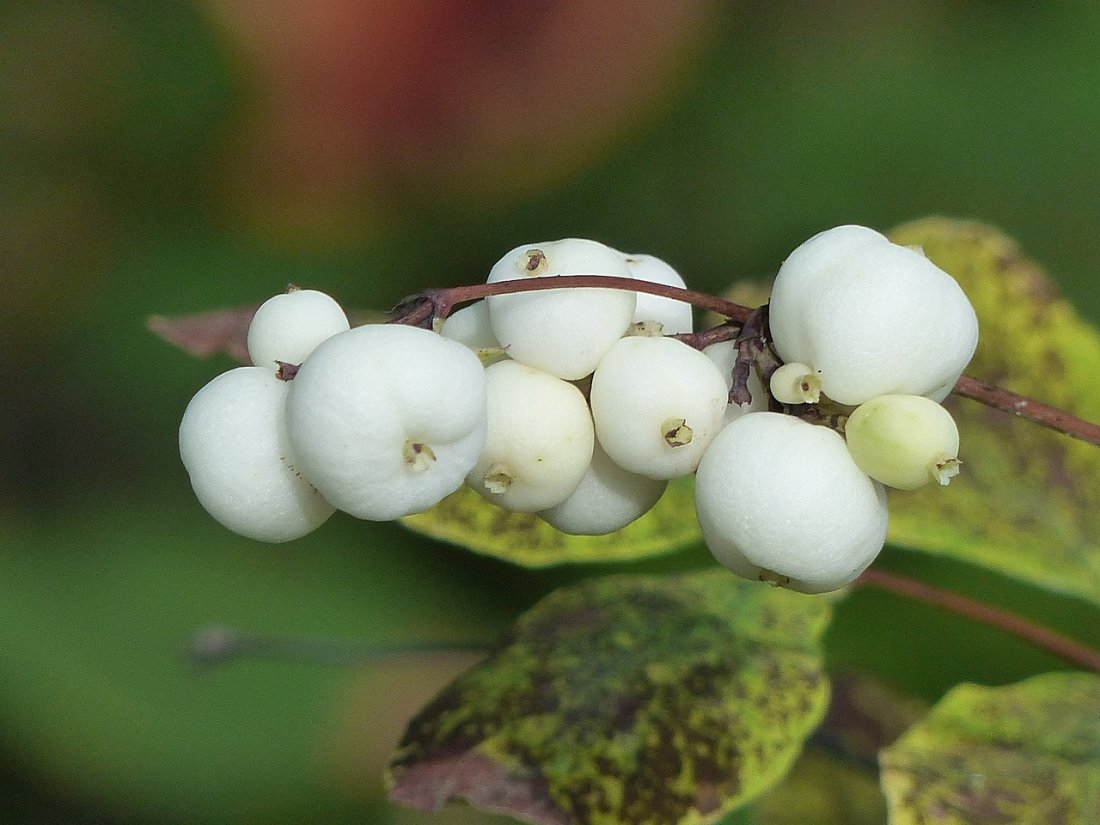 Symphoricarpos albus