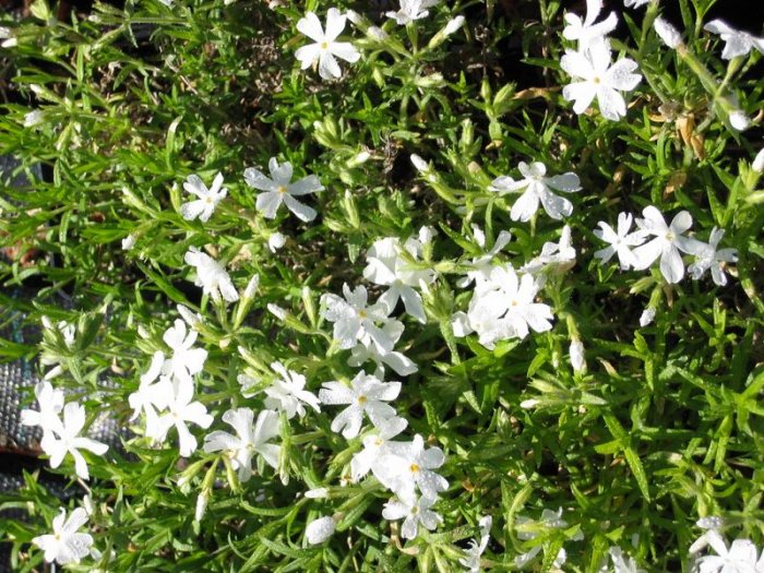 Phlox (S) 'White Delight'