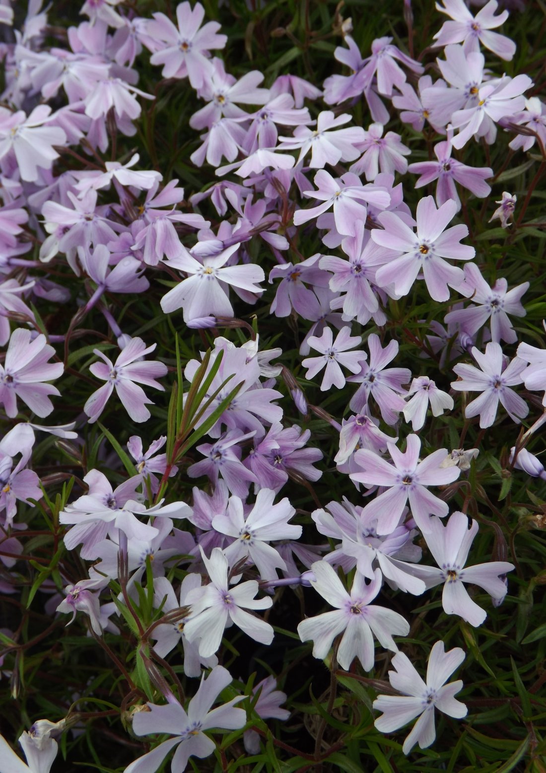 Phlox (S) 'Emerald Cushion Blue'