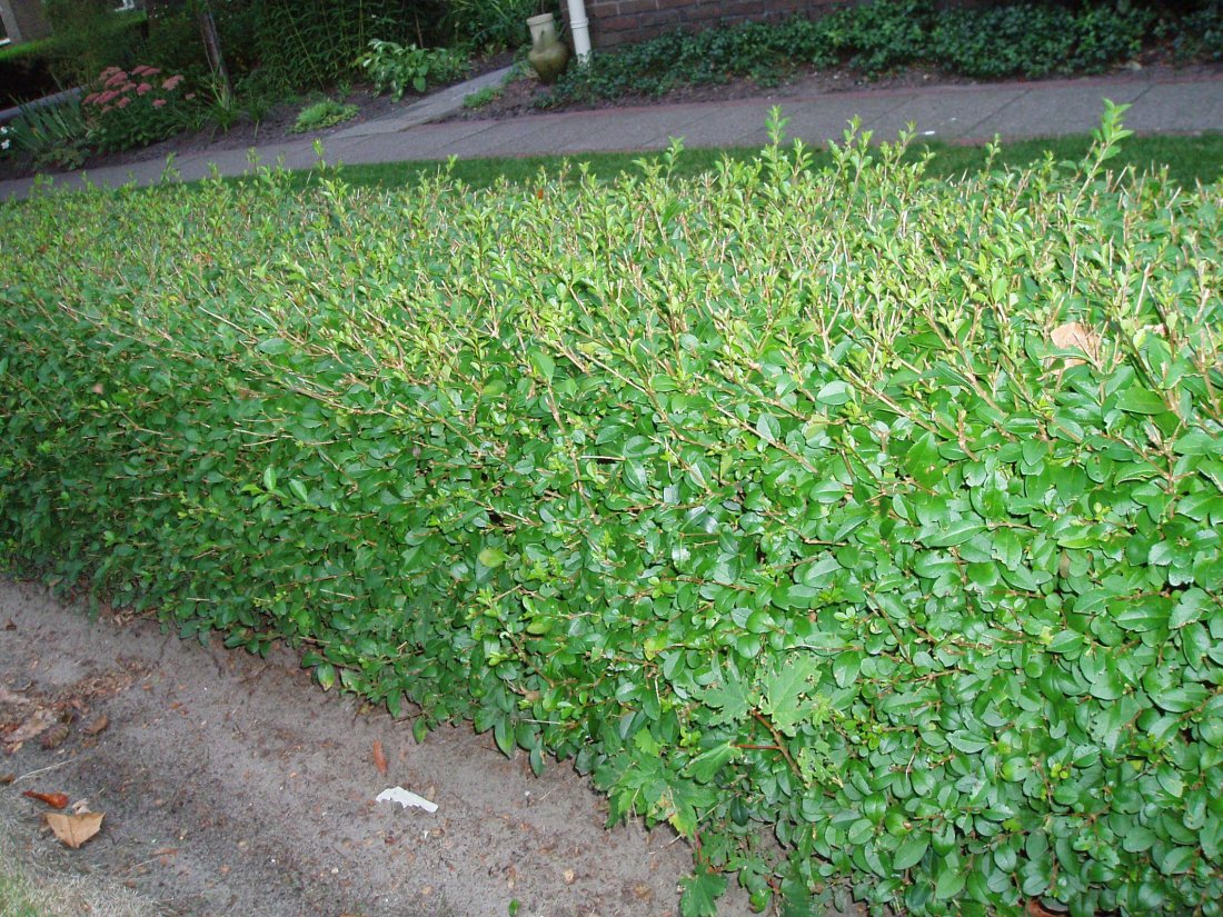 Ligustrum ovalifolium