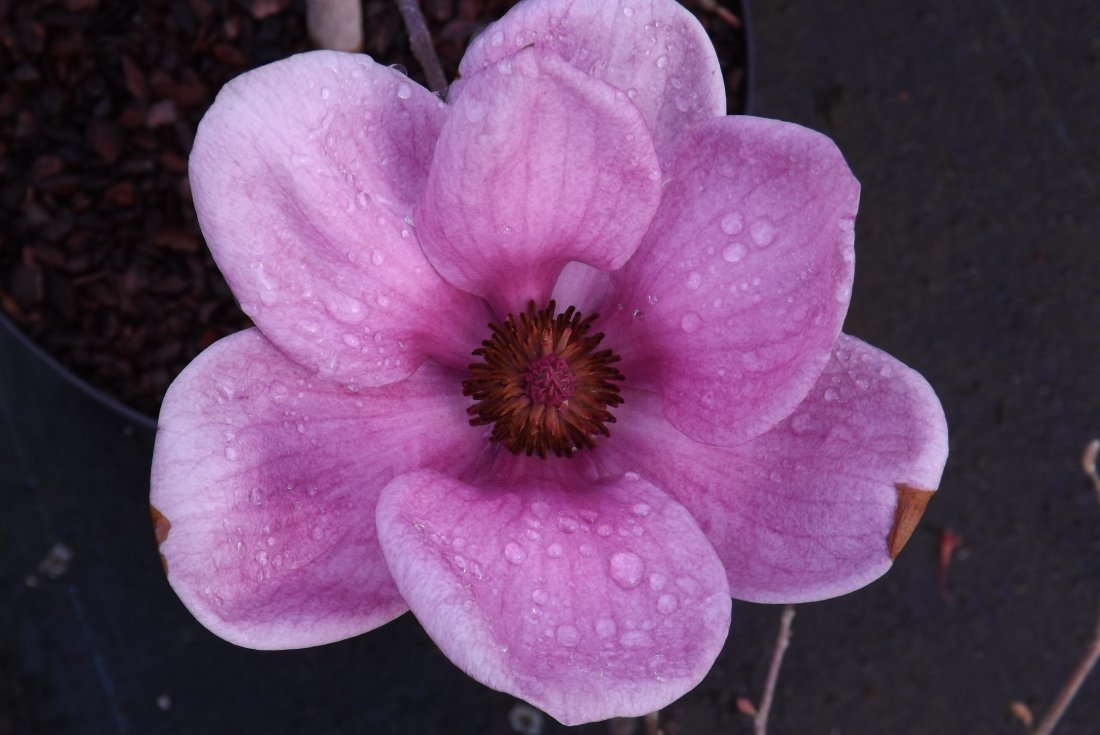 Magnolia soulangeana liliflora 'Genie'