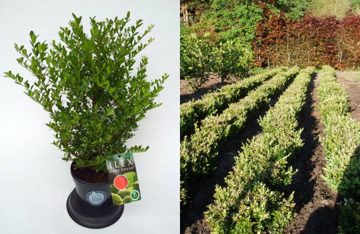 Buxus sempervirens