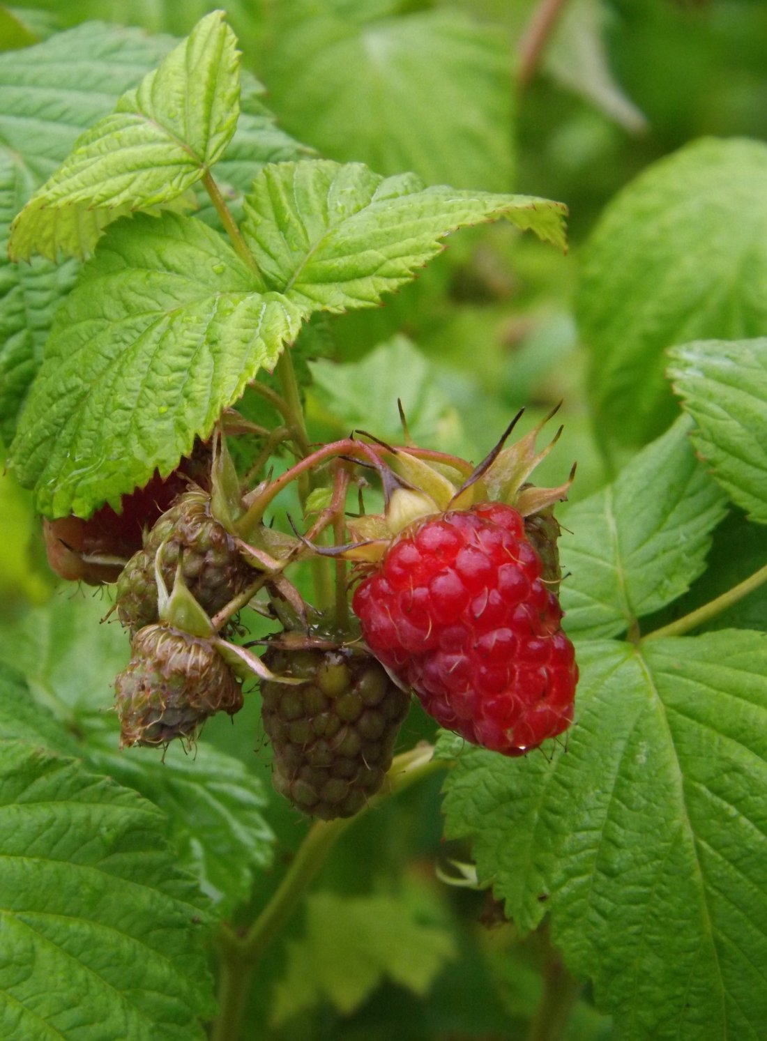 Rubus idaeus
