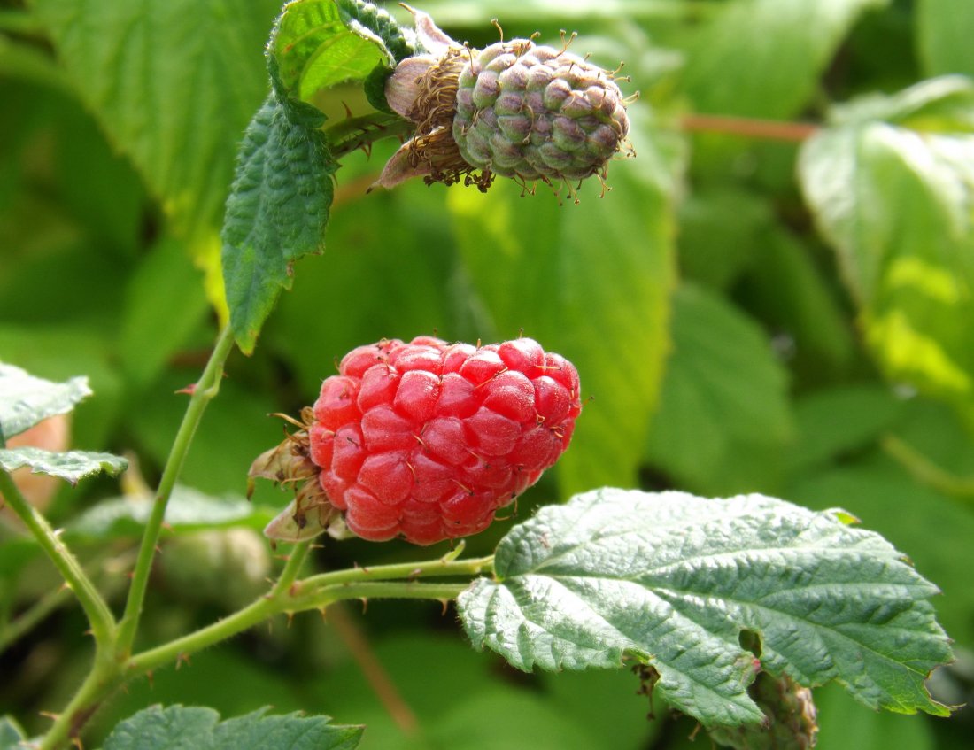 Rubus fruticosus