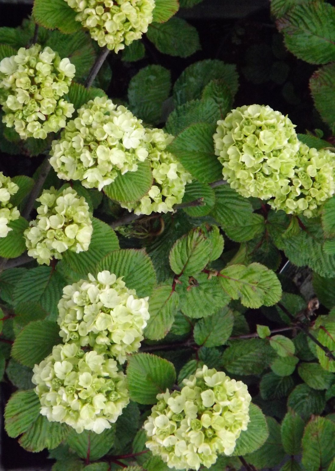 Viburnum plicatum 'Newpoort'