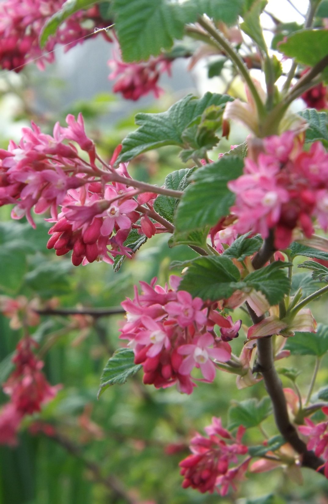 Ribes sang. 'King Edward'