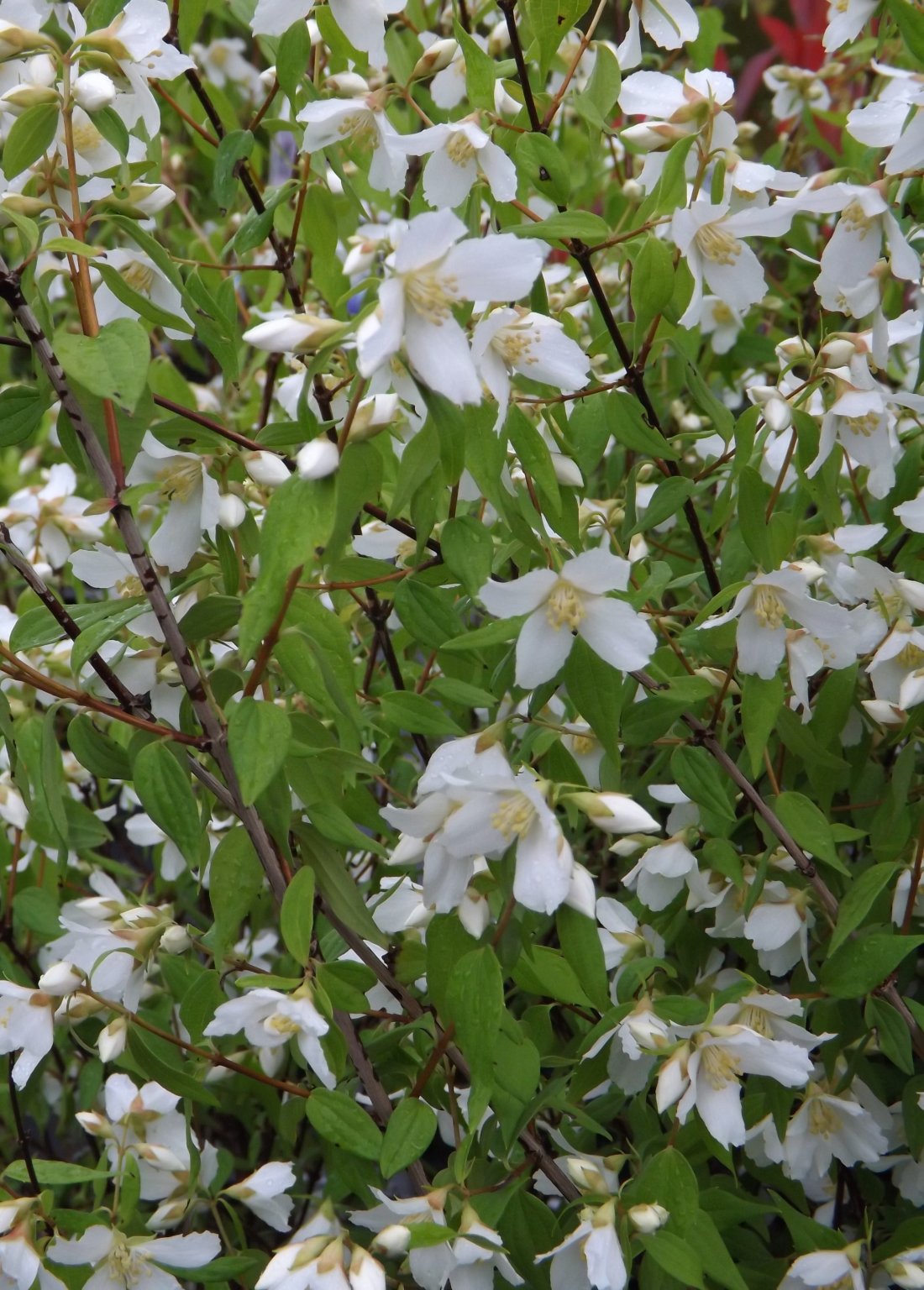 Philadelphus 'Lemoinei'