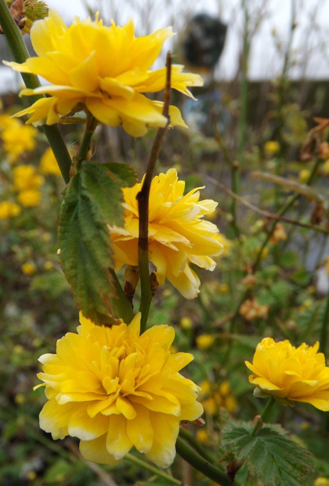 Kerria jap. 'Pleniflora'