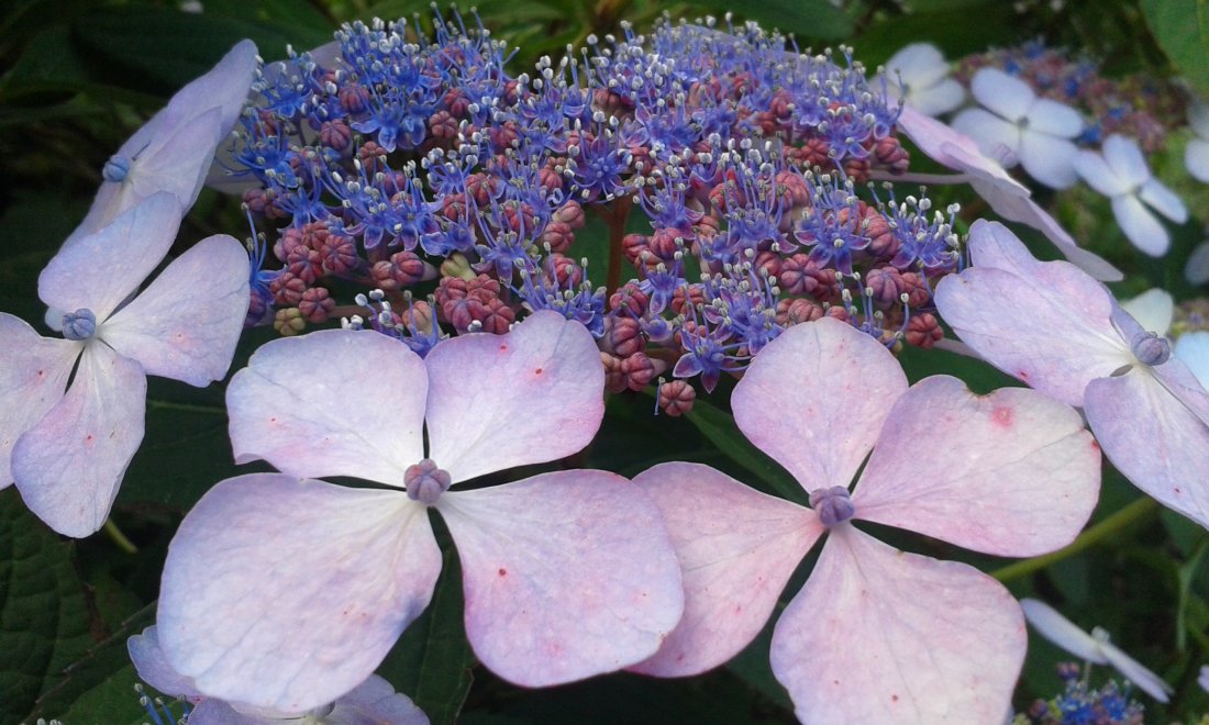 Hydrangea macr. 'Blaumeise'