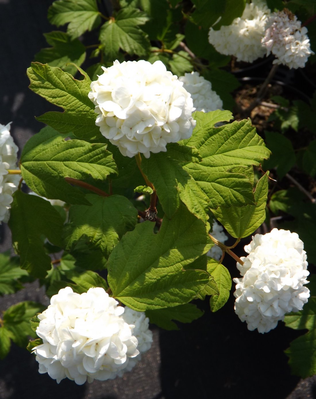 Viburnum opulus