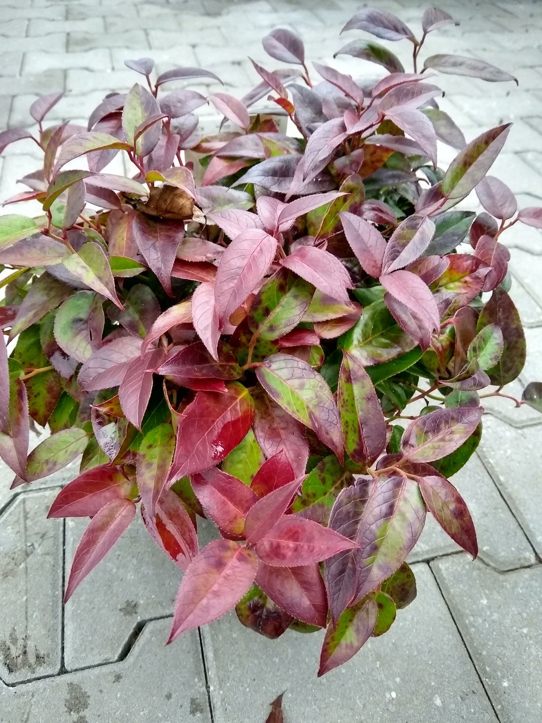 Leucothoe 'Zeblid'