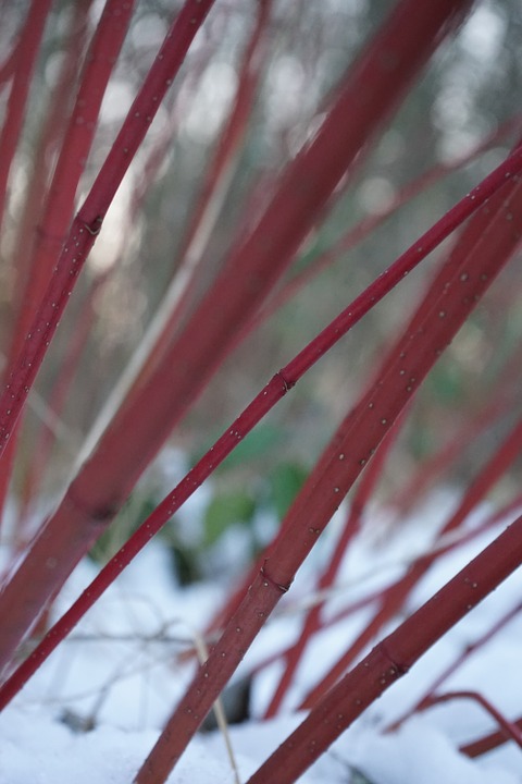 Witte kornoelje (Cornus alba 'Sibirica')