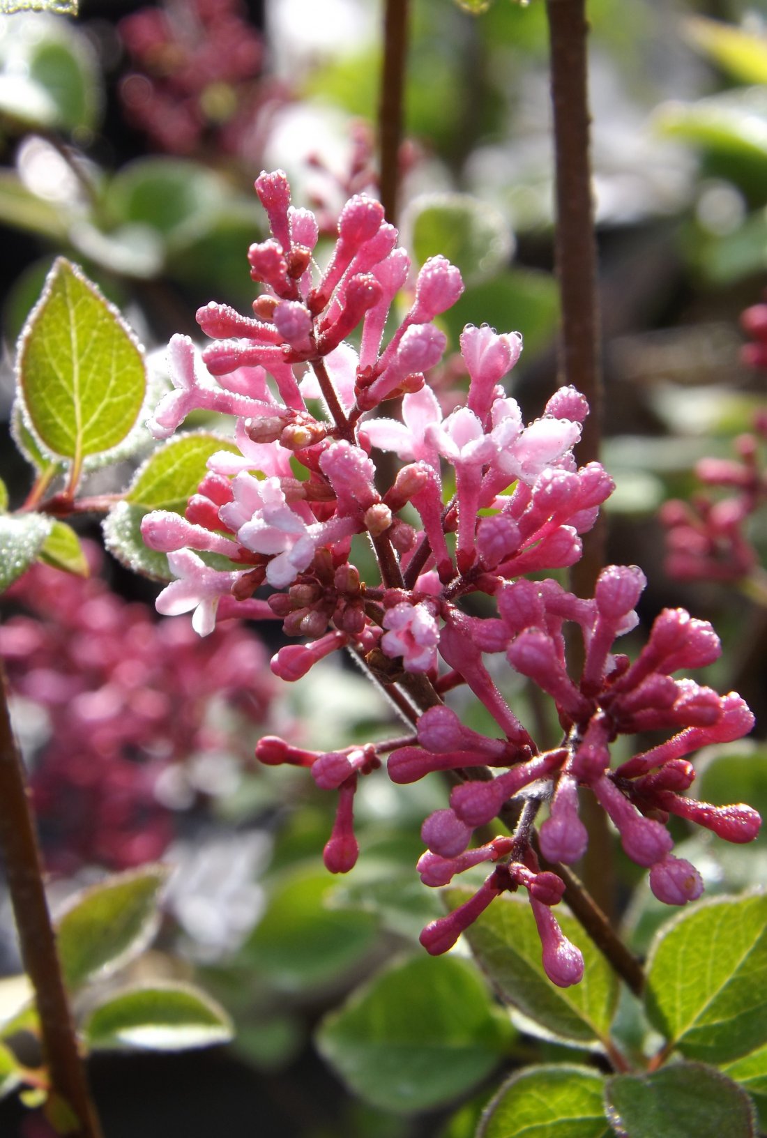 Syringa microphylla 'Superba'