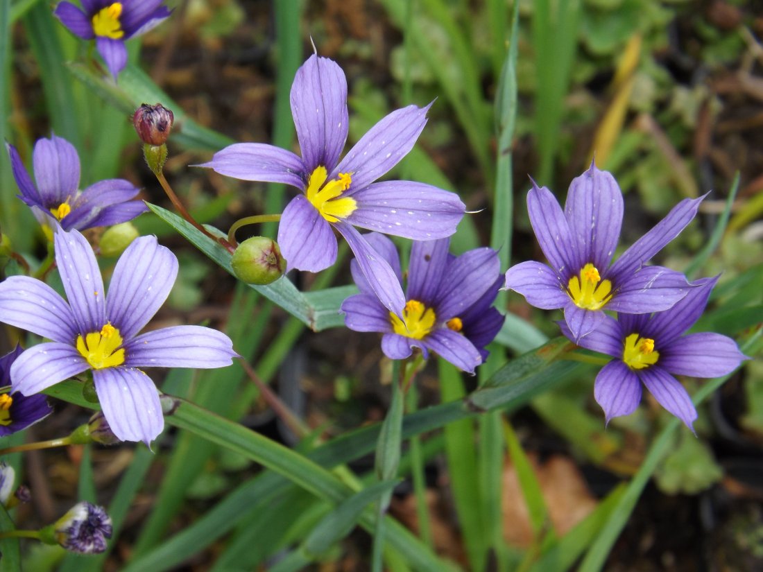 Sisyrinchium angustifolium