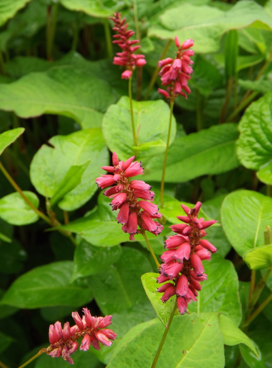 Persicaria ampl 'Inverleith'