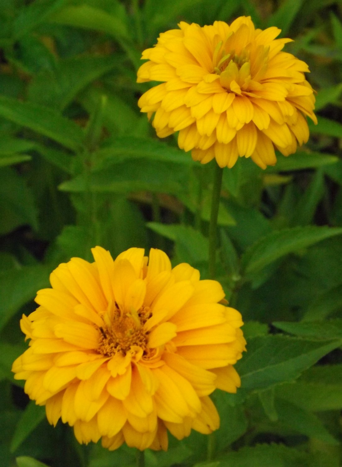 Heliopsis helianthoides 'Sommer sun'