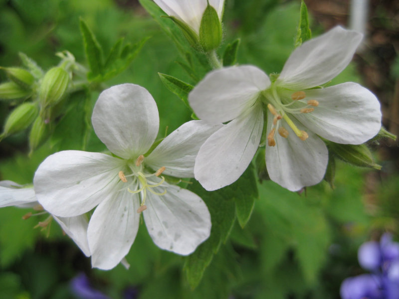 Geranium sylvaticum 'Album'