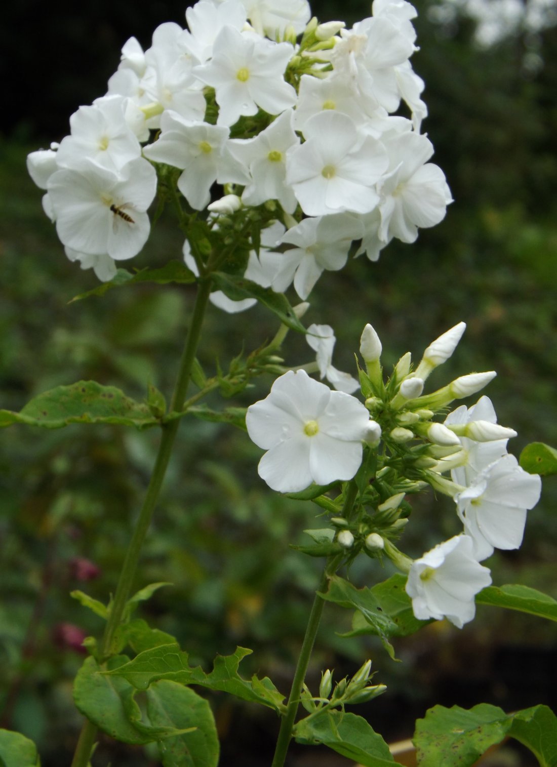 Phlox paniculata 'White Admiral'