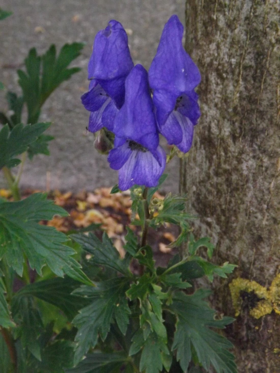 Aconitum carmichaelii 'Arendsii'