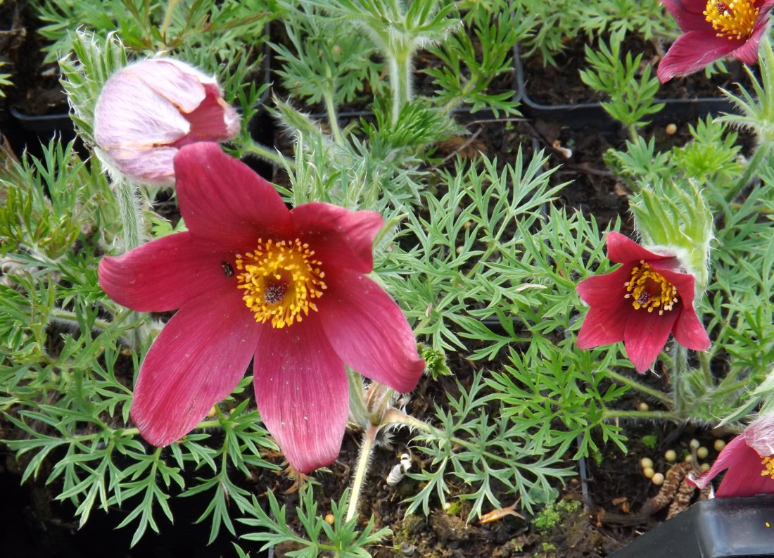 Wildemanskruid, Pulsatilla vulgaris 'Rubra'