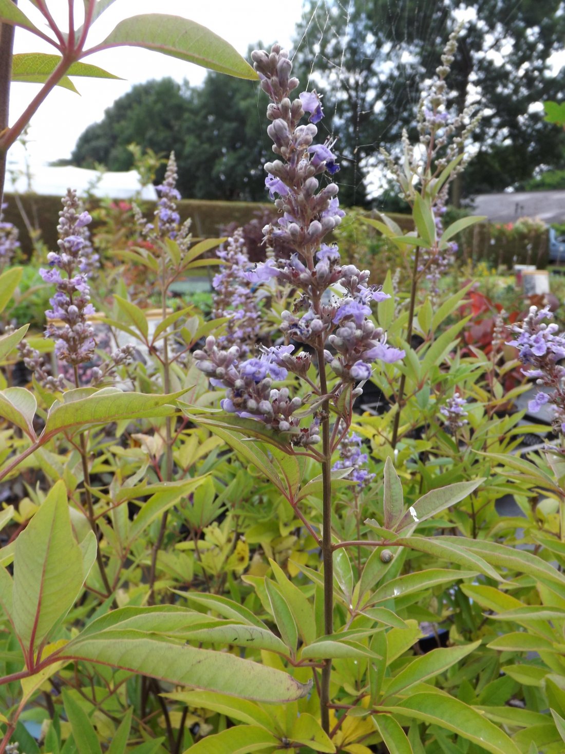 Vitex agnus castus 'latifolia'