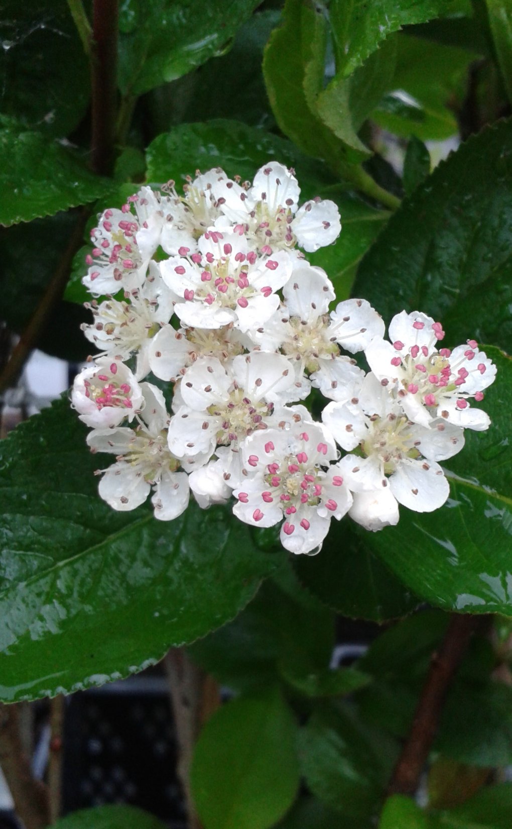 Aronia prunifolia 'Viking'